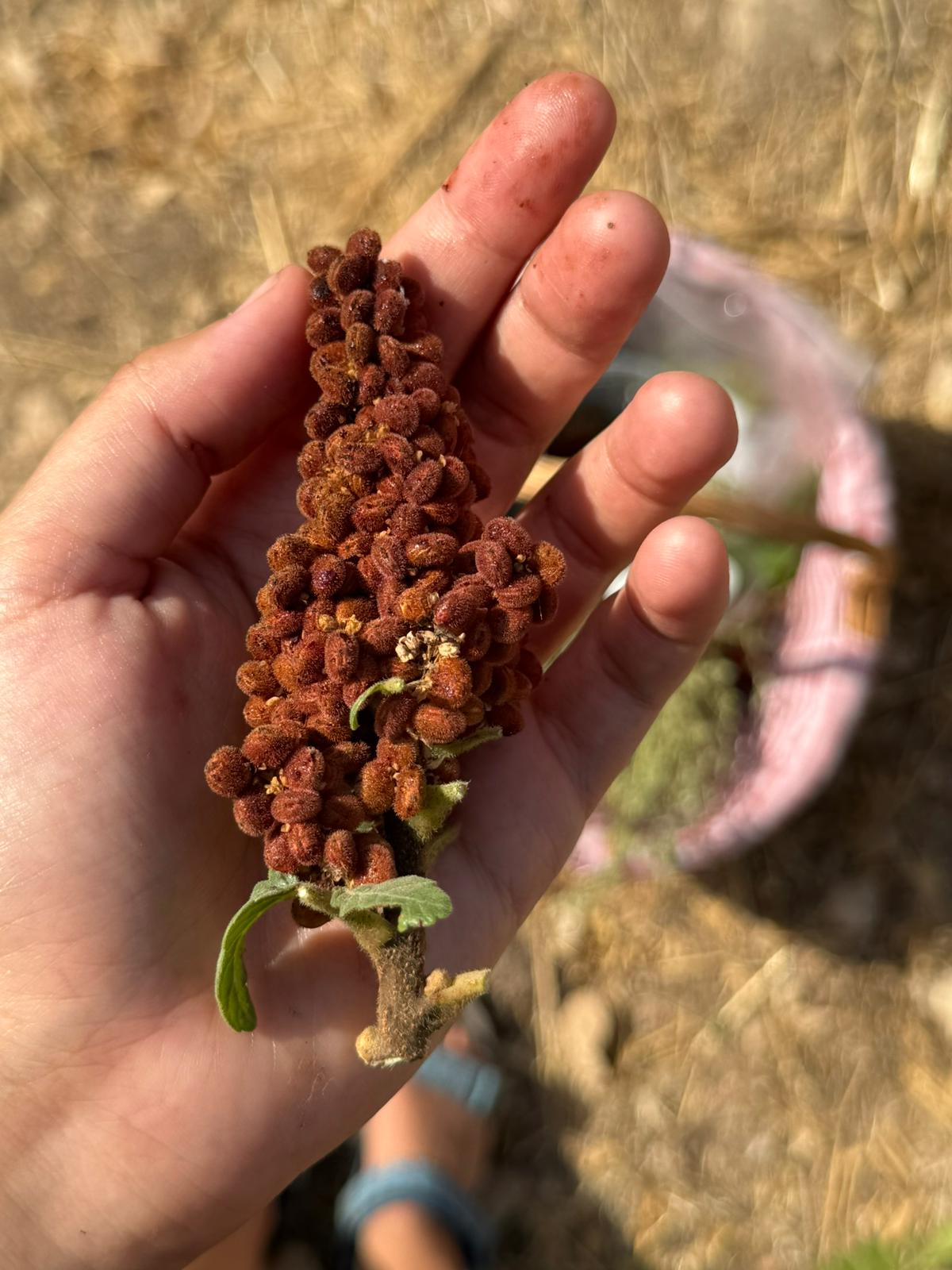 אוג מצוי שנקטף בטבע