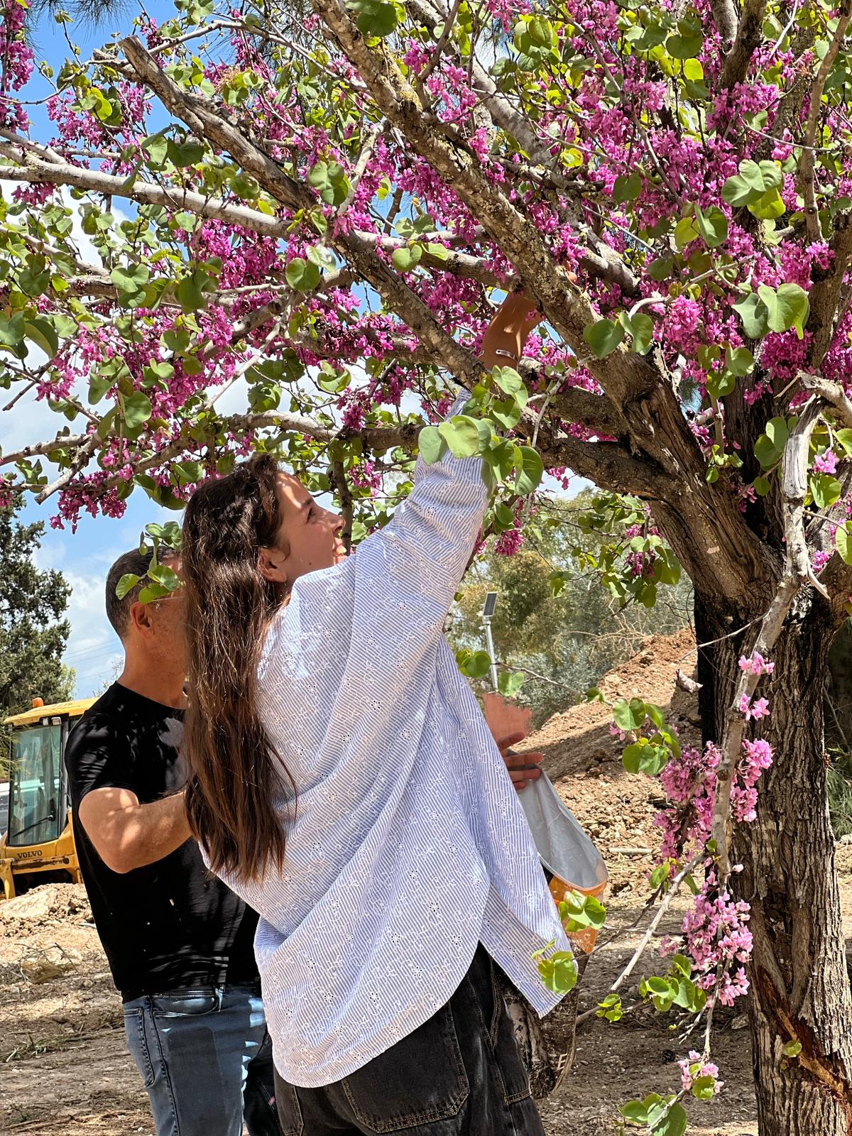 ליקוט פרחי כליל החורש